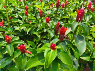 A close up Costus woodsonii, the red button ginger or scarlet spiral flag