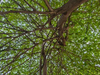 Fototapeta premium Lush Green Canopy: A Tranquil View from Below