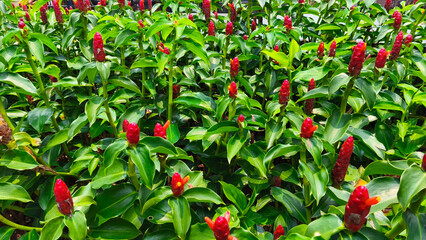 A close up Costus woodsonii, the red button ginger or scarlet spiral flag