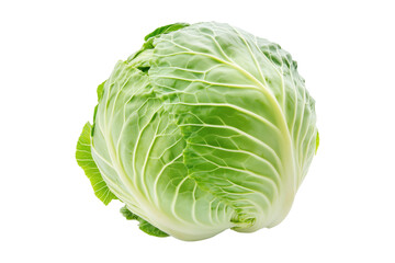 Obraz premium Whole green savoy cabbage with textured crinkled leaves isolated on transparent background. Concept of fresh organic vegetables and healthy eating