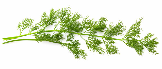 Fresh dill sprig, white background, cooking