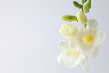 Fototapeta premium Beautiful freesia flowers on white background, closeup. Space for text