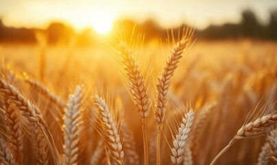 Fototapeta premium Golden wheat field at sunset, close-up view of wheat ears, warm golden light, soft focus background, agricultural landscape