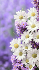 Beautiful lavender and chamomile flowers create serene atmosphere