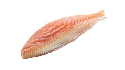 sea shell on white background