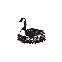 white duck isolated on white background