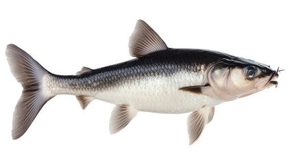 big tuna fish isolated on white background