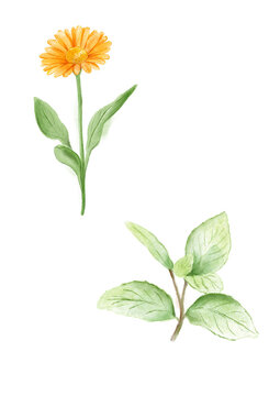 CALENDULA 