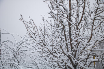 Snow-covered tree branches against the sky, a winter scene, snow-covered garden trees, a winter wonderland