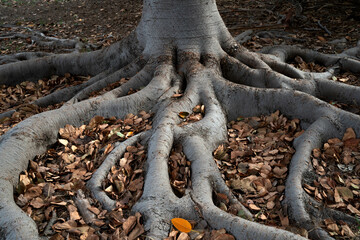 A close-up of a tree's intricate roots sprawling across the ground, surrounded by a carpet of dried leaves, showcasing nature's texture and patterns.