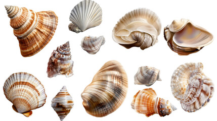 collection of seashells