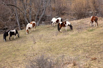 cows in the field