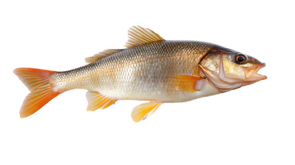 siamese fighting fish