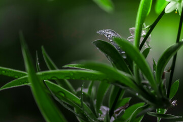 Green Leaves with Water Droplets. Dew Drops on Asparagus Leaves
