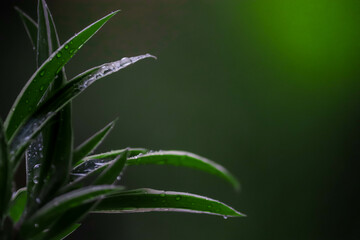 Green Leaves with Water Droplets. Dew Drops on Asparagus Leaves Green Background