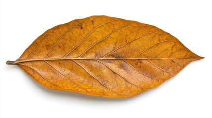 Obraz premium Single Dried Leaf Golden Brown Autumnal Colors White Background