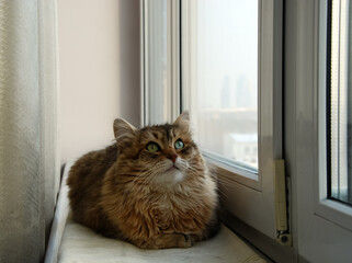 Cats, lovely fluffy pets.