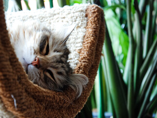 Cats, lovely fluffy pets.