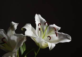 Obraz premium white lily on black background close up