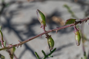 Fruits of European searocket, Cakile maritima. It is widespread in Europe, North Africa and western Asia, especially on coastlines. Photo taken in Santa Pola, Alicante, Spain