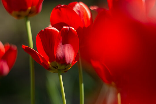 Red tulips in sunlight close-up, selective focus