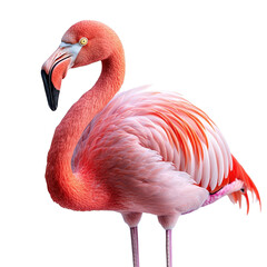 Fototapeta premium A vibrant pink flamingo stands gracefully, showcasing its striking feathers and long legs.