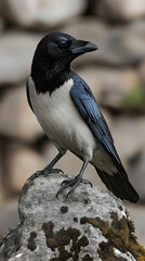 Closeup Of Grey And Black Bird Perched On Stone