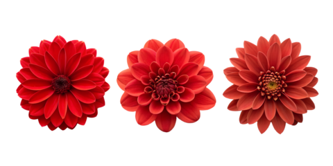 Three Different Style Various Red Flowers on White, Vibrant Red Flowers, Stunning Red Floral Arrangement on White, PNG Transparent