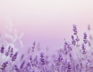 Naklejka premium Delicate lavender blooms sway gently under a soft pastel sky at dusk.