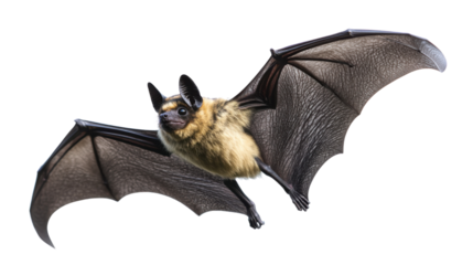 A silhouette of a bat in flight against a transparent background, with its wings fully extended and a sleek, streamlined body