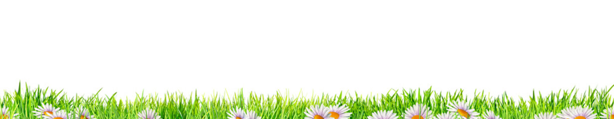 Fototapeta premium spring grass with daisy flowers isolated on white background
