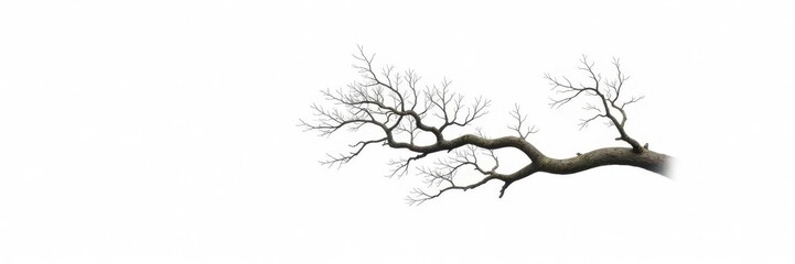 Obraz premium A solitary oak branch against a stark white background, bare branches, forest scenery