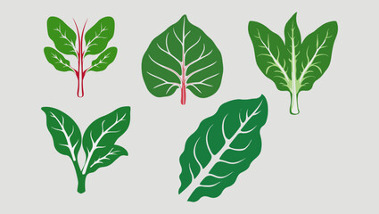 set of green leaves isolated