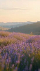 Naklejka premium A serene lavender field at sunset vibrant blooms and gentle breezes over rolling hills