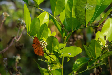 Butterflies and moths are very closely related insect brightly color