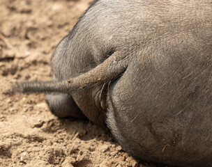black pig tail as background.