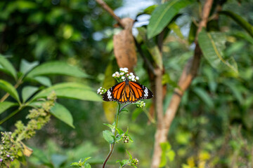 Butterfly sitting on a small tiny colorful flowers in forest