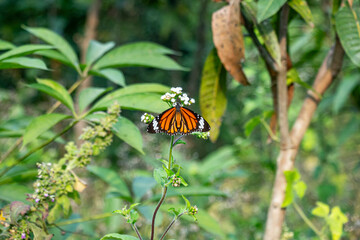 Butterflies are one of the many species of insects different families