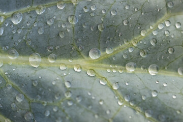 dew drops on green leaf as background.