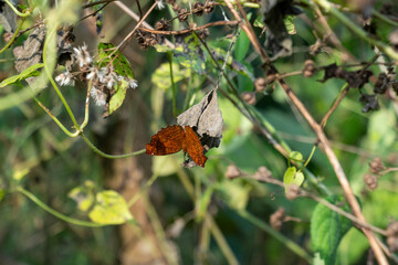 Butterflies are highly active during the day and transferring pollen