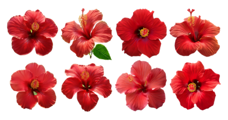 Vibrant Red Hibiscus Blooming Flowers on a Black Background, Bundle Set Collection, Isolated on Transparent Background