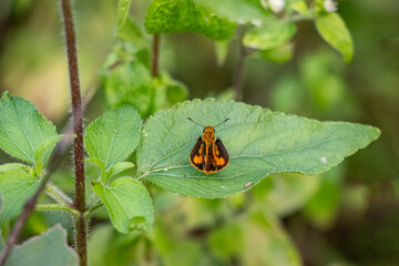 Butterflies play a crucial role in ecosystems and are admired for their beauty