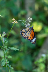 Butterfly with detailed patterns and collecting honey from flowers