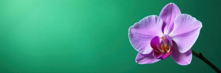 Obraz premium Lavender orchid petal isolated on emerald green background, single, delicate, solitary