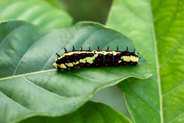 Colorful insects on green leaves create a striking contrast