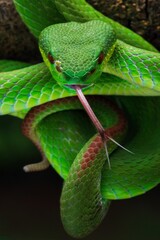 Close-up of a vibrant green, white lipped pit viper with its tongue out on a branch