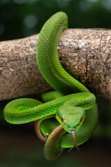 Obraz premium Close-up of a vibrant green, white lipped pit viper with its tongue out on a branch