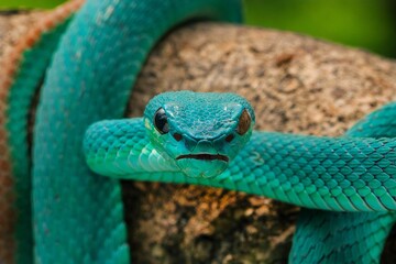 Close-up of a vibrant blue, white lipped pit viper with its tongue out on a branch