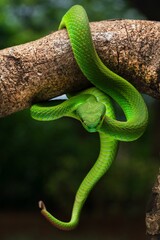 Obraz premium Close-up of a vibrant green, white lipped pit viper with its tongue out on a branch