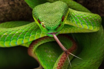 Close-up of a vibrant green, white lipped pit viper with its tongue out on a branch